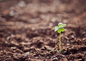 Mentoring and Accessibility Consultations